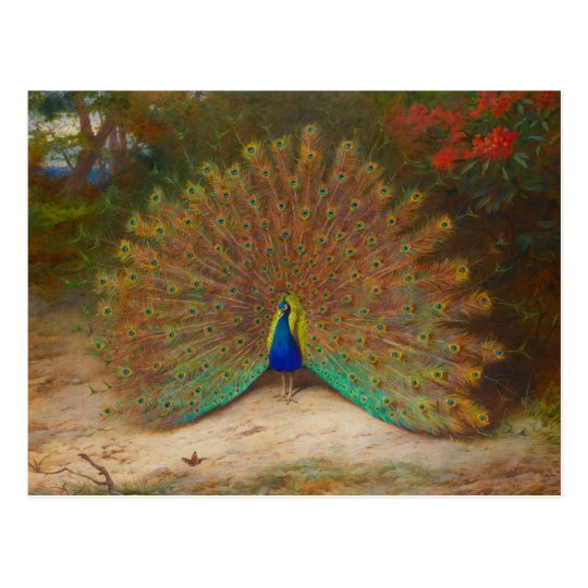 Archibald Thorburn Peacock Postcard