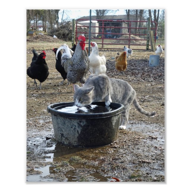 Archie and the chickens photo print (Front)