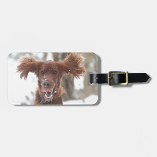 Archie II Luggage Tag