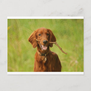 Archie Postcard
