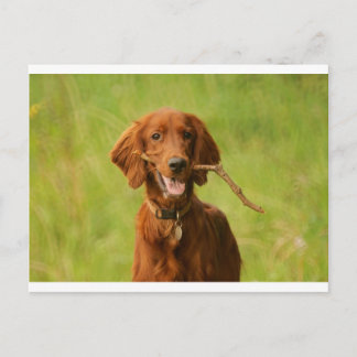 Archie Postcard