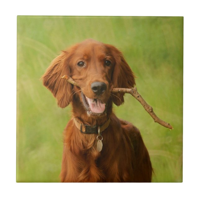 Archie Tile (Front)