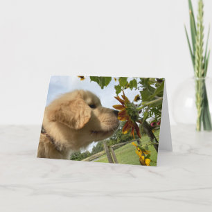 Archie's Adventures Blank Greeting Card