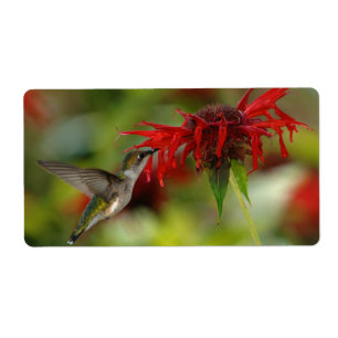 Archilochus Rubis-Throated Colubris de colibri