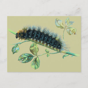 Arctia caja caterpillar postcard