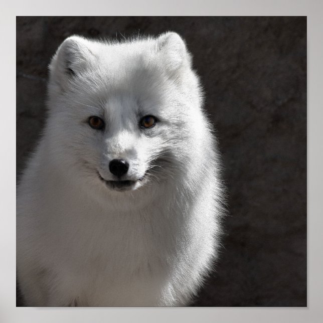 Arctic Buddy Poster (Front)