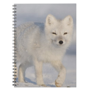 Arctic Fox, Alaska Notebook