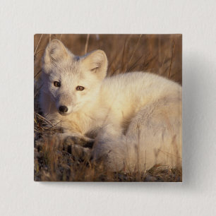 arctic fox, Alopex lagopus 2 Inch Square Button