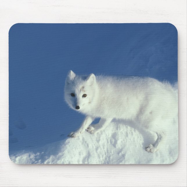 Arctic fox Alopex lagopus) An arctic fox Mouse Pad (Front)