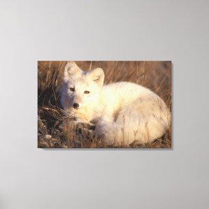 arctic fox, Alopex lagopus Canvas Print