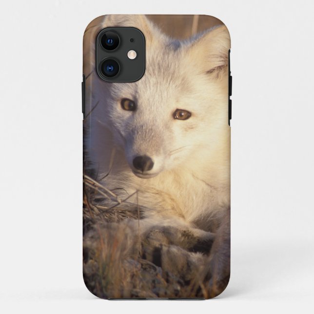 arctic fox, Alopex lagopus Case-Mate iPhone Case (Back)