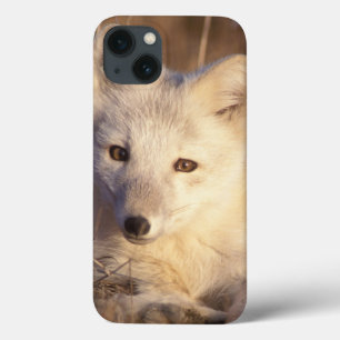 arctic fox, Alopex lagopus, coat changing from 2 iPhone 13 Case