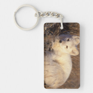 arctic fox, Alopex lagopus Keychain