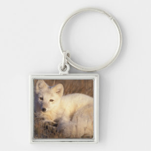 arctic fox, Alopex lagopus Keychain