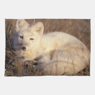 arctic fox, Alopex lagopus Kitchen Towel