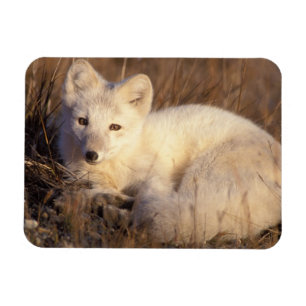 arctic fox, Alopex lagopus Magnet