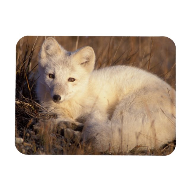 arctic fox, Alopex lagopus Magnet (Horizontal)