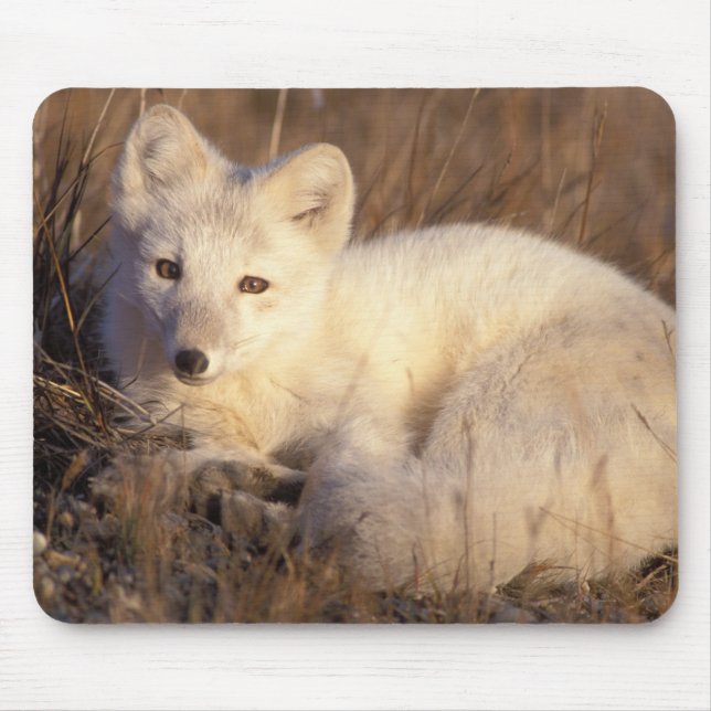 arctic fox, Alopex lagopus Mouse Pad (Front)