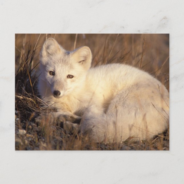 arctic fox, Alopex lagopus Postcard (Front)