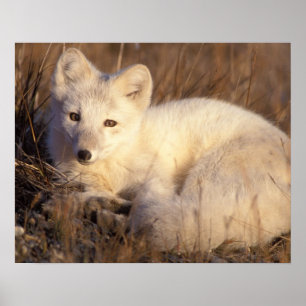 arctic fox, Alopex lagopus Poster