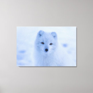 Arctic Fox    Canvas Print