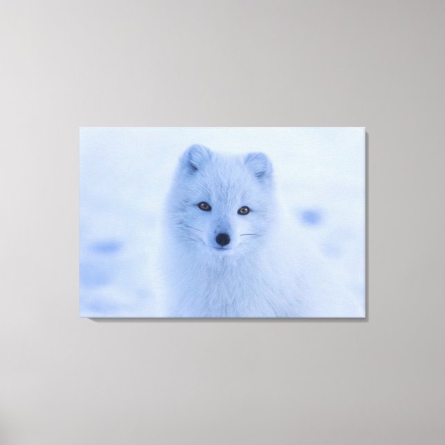 Arctic Fox    Canvas Print (Front)
