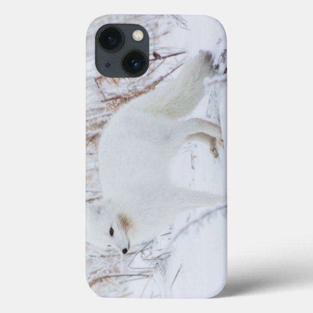Arctic Fox Case-Mate iPhone Case (Back)