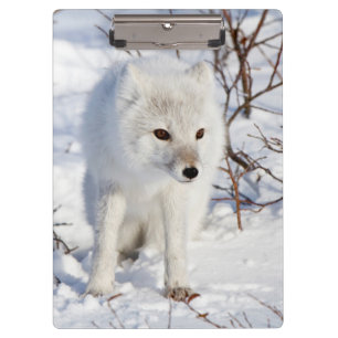 Arctic Fox , Churchill Wildlife Management Area Clipboard