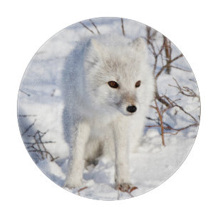 Arctic Fox , Churchill Wildlife Management Area Cutting Board