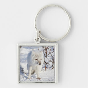 Arctic Fox , Churchill Wildlife Management Area Keychain