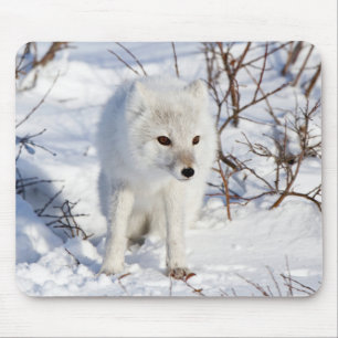 Arctic Fox , Churchill Wildlife Management Area Mouse Pad