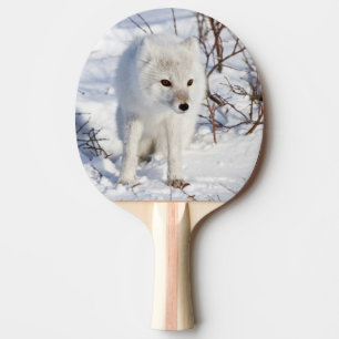 Arctic Fox , Churchill Wildlife Management Area Ping Pong Paddle
