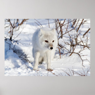 Arctic Fox , Churchill Wildlife Management Area Poster