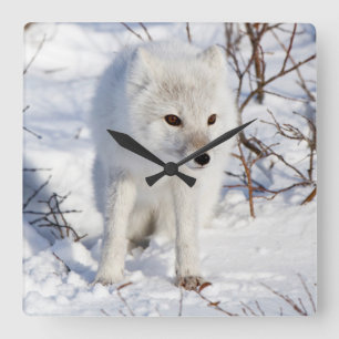 Arctic Fox , Churchill Wildlife Management Area Square Wall Clock