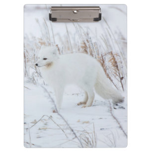Arctic Fox Clipboard