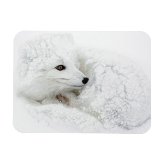 Arctic Fox curled up in winter Magnet (Horizontal)