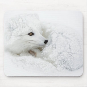 Arctic Fox curled up in winter Mouse Pad