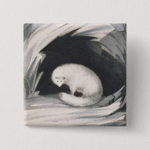 Arctic Fox, from 'Narrative of a Second Voyage in 2 Inch Square Button