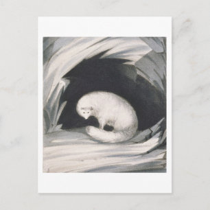 Arctic Fox, from 'Narrative of a Second Voyage in Postcard