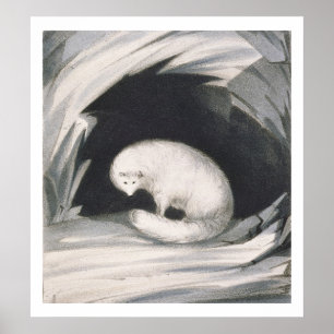 Arctic Fox, from 'Narrative of a Second Voyage in Poster