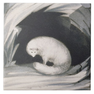 Arctic Fox, from 'Narrative of a Second Voyage in Tile