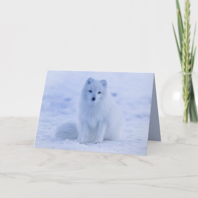 arctic fox greeting card (Front)