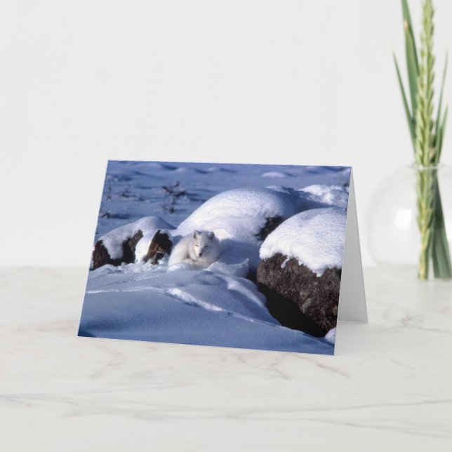Arctic Fox Greetings Card (Front)