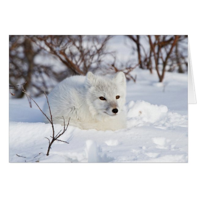 Arctic Fox in winter (Front Horizontal)