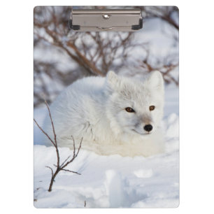 Arctic Fox in winter Clipboard