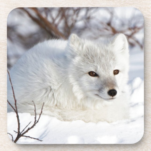 Arctic Fox in winter Coaster (Front)