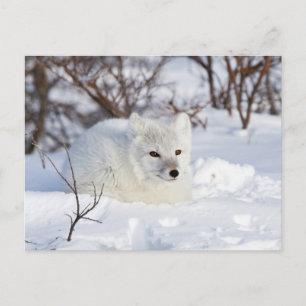 Arctic Fox in winter Postcard