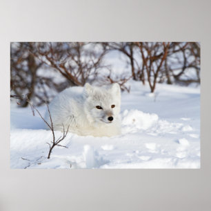 Arctic Fox in winter Poster