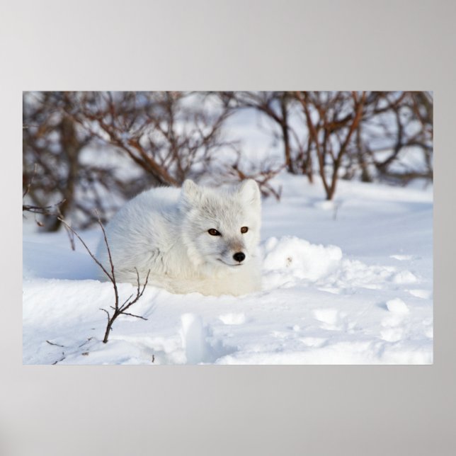 Arctic Fox in winter Poster (Front)