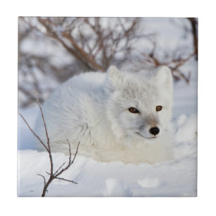 Arctic Fox in winter Tile